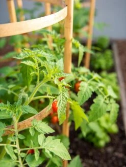 Bamboo Tomato Cages, Set Of 3 -Gardene Supply Sales 8613426 6934