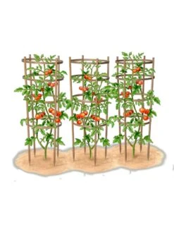Bamboo Tomato Cages, Set Of 3 -Gardene Supply Sales 8613426 art