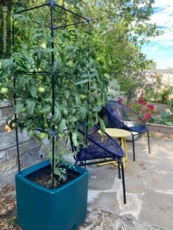 Oasis Self-Watering Tomato Planter With Trellis -Gardene Supply Sales 8613440 01IN