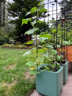 Oasis Self-Watering Tomato Planter With Trellis -Gardene Supply Sales 8613440 02TEST