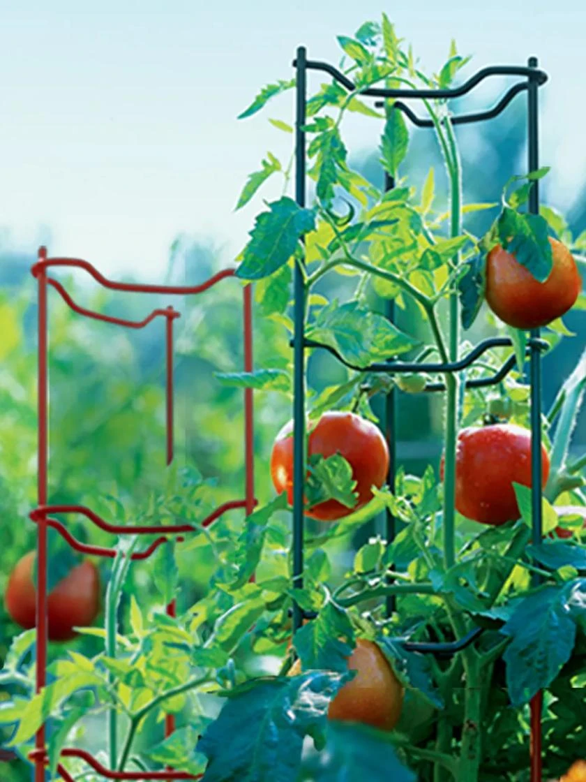 Tomato Ladders, Set of 3 Tomato Ladders, Set Of 3 -Gardene Supply Sales GS34140 001E tif