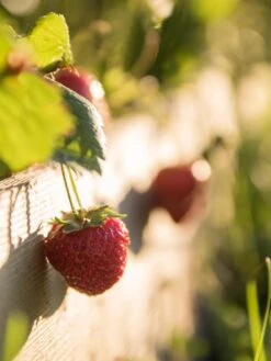 3-Tier Strawberry Bed 2 3-Tier Strawberry Bed -Gardene Supply Sales Strawberry3 3167 tif