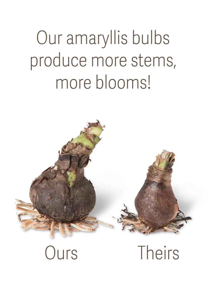 Premium Amaryllis Bulb Premium Amaryllis Bulb -Gardene Supply Sales bulbs ourstheirs 27516 tif