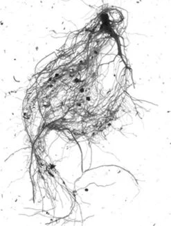 GrowLab® Compact 3-Tier Light Garden With Classroom Guide -Gardene Supply Sales gstrootscan 01 1