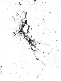 GrowLab® Compact 3-Tier Light Garden With Classroom Guide -Gardene Supply Sales gstrootscan 02 1