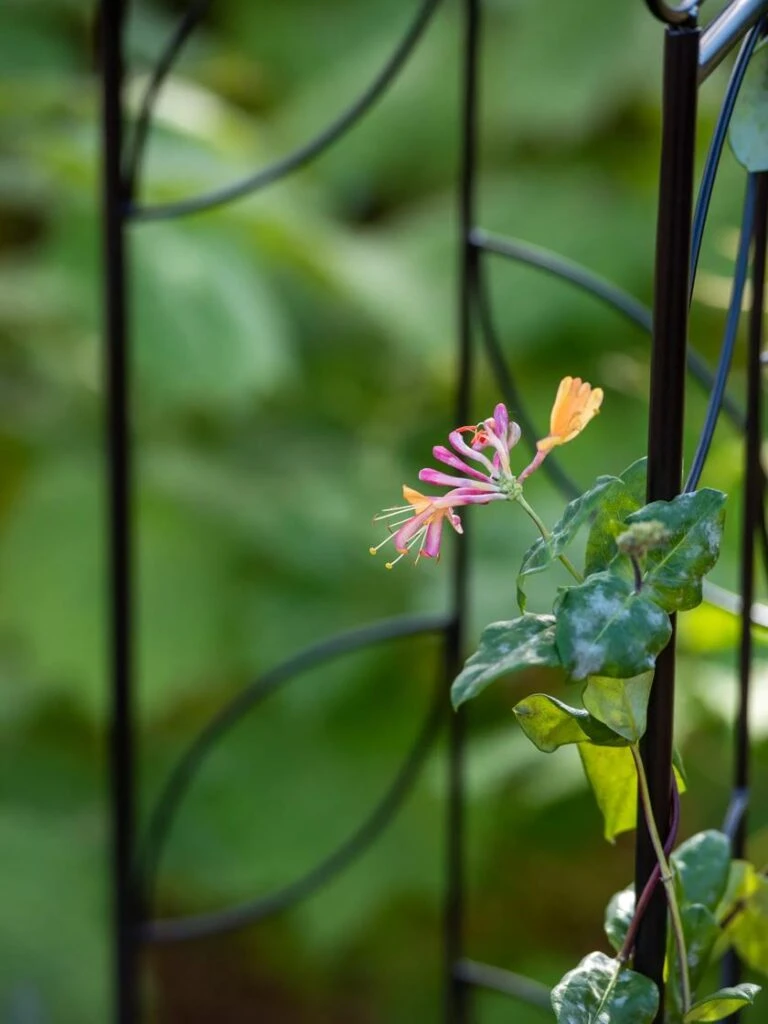 Gardene Supply Sales -Gardene Supply Sales 8611658 026 tif 768x1024 1